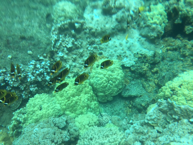 Tropical Fish and Corral Reef