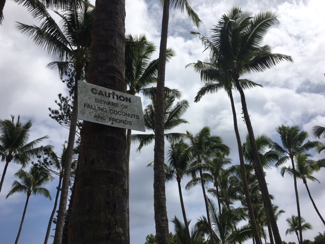 Palm trees on the Big Island, Hawaii