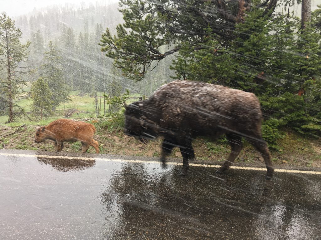 Baby Bison in a snowstorm