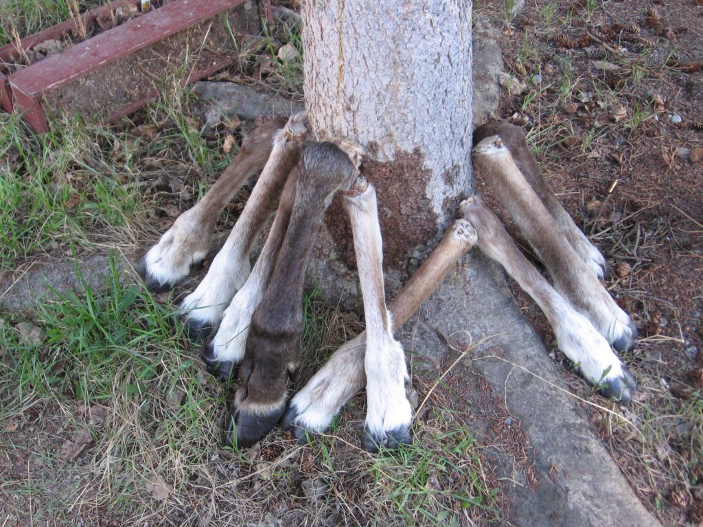 Subsistence Alaskans deer legs