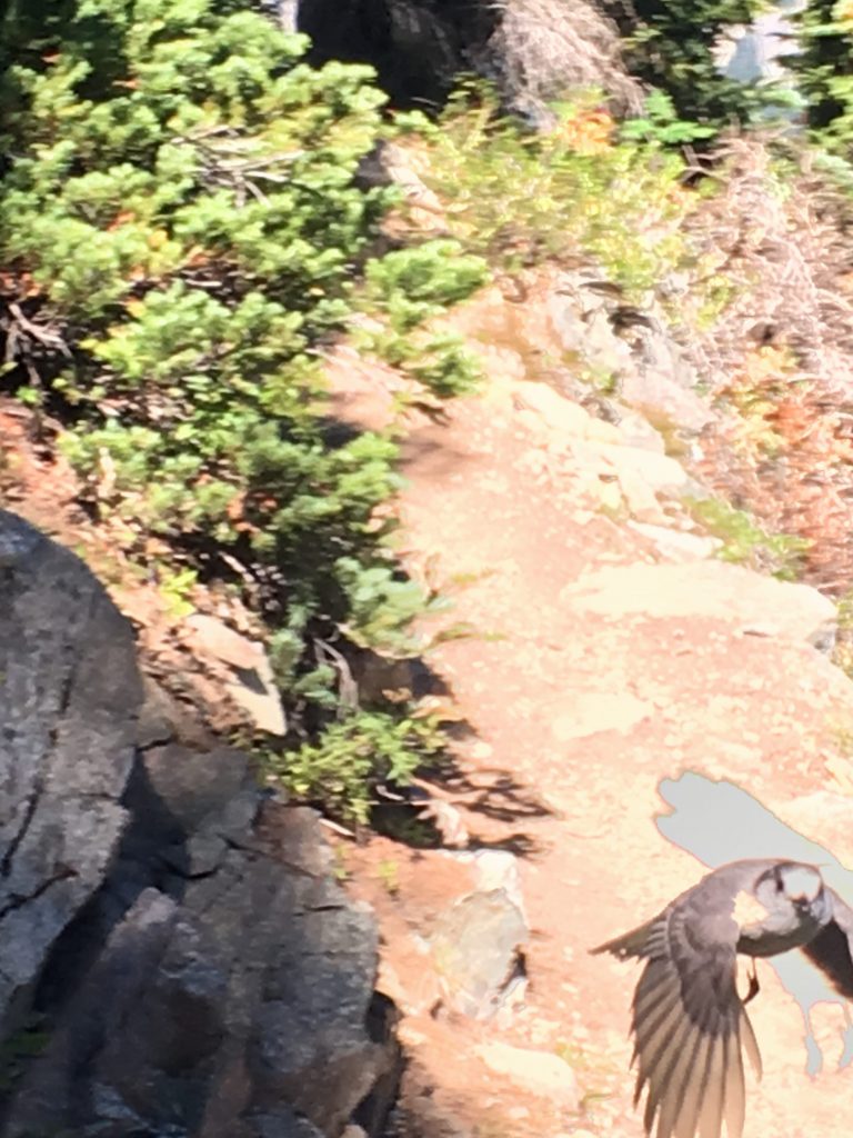 Bird flying straight at the camera