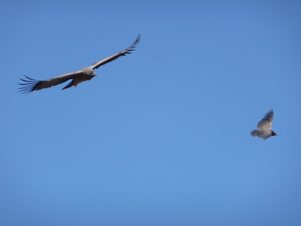 Flying Andean Condors