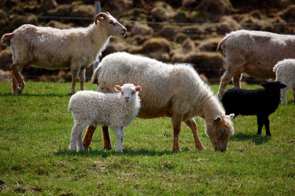 Iceland sheep baby