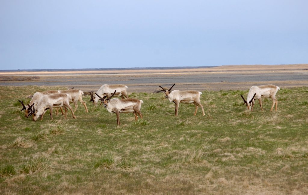 Iceland reindeer
