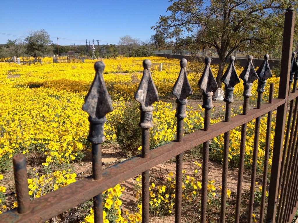 Yellow flowers in New Mexico