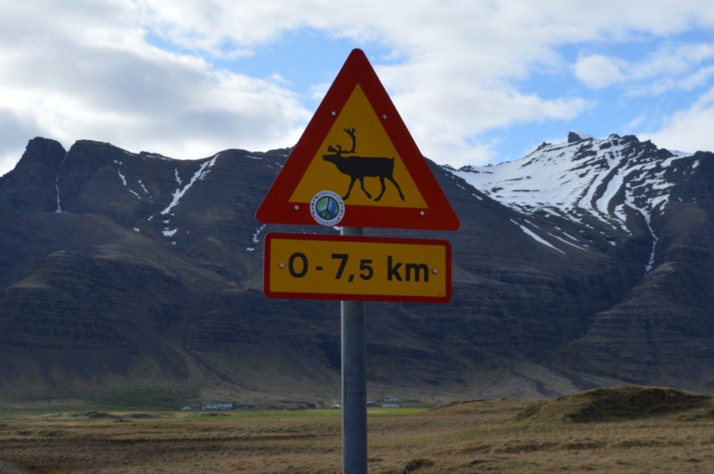 reindeer sign Iceland