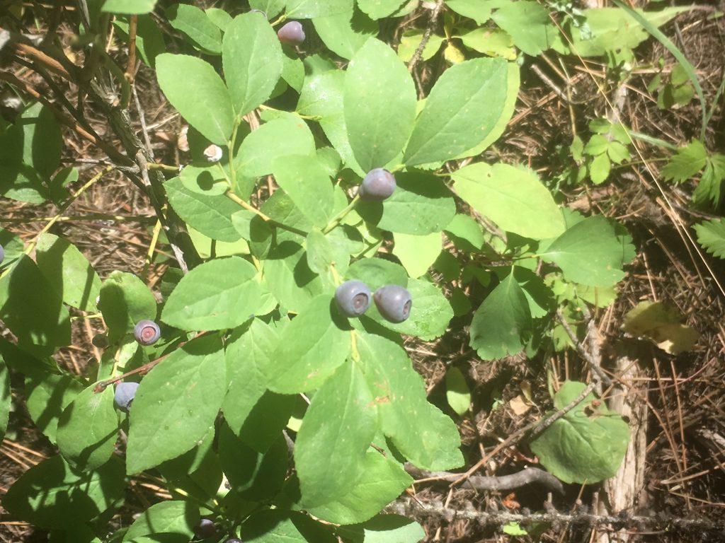 Purple huckleberry on the bush, Idaho, exploring your own backyard