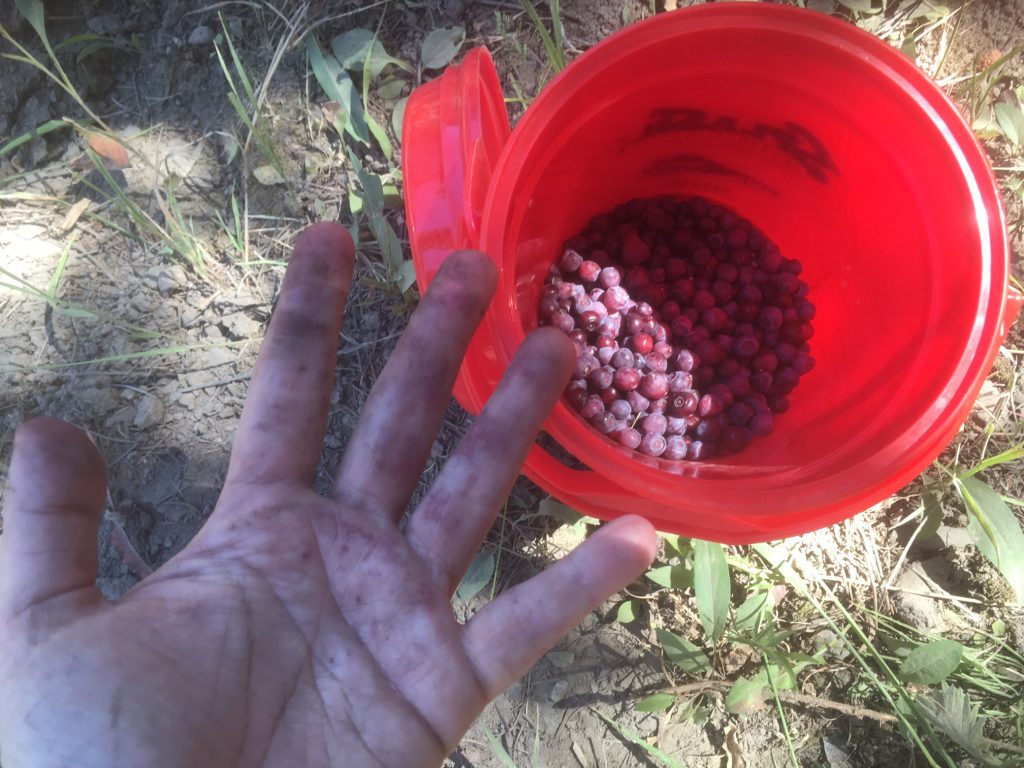 Huckleberry picking purple hands, exploring your own backyard, Idaho