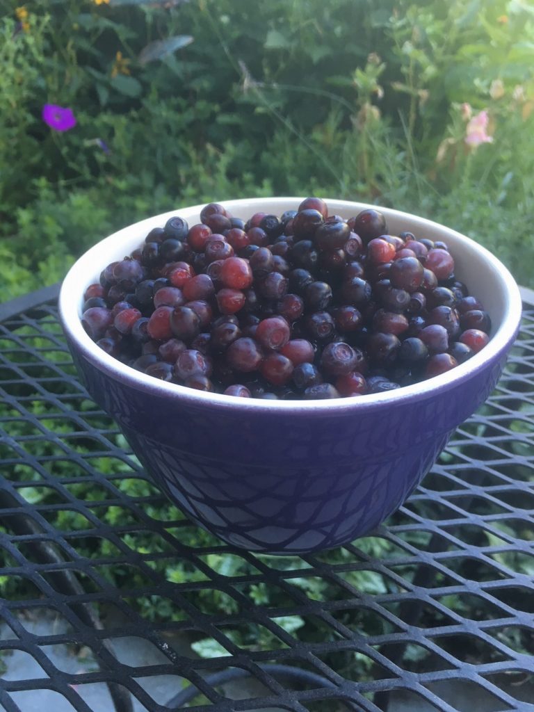 Purple bowl of purple huckleberries, exploring your own backyard, Idaho