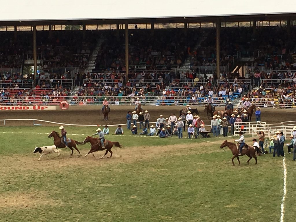 Steer wrestling Pendleton Round-Up rodeo grass arena