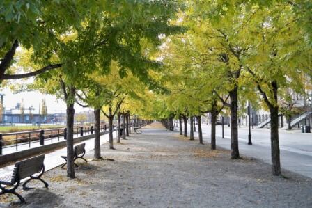 Tree-lined walkway Montreal 