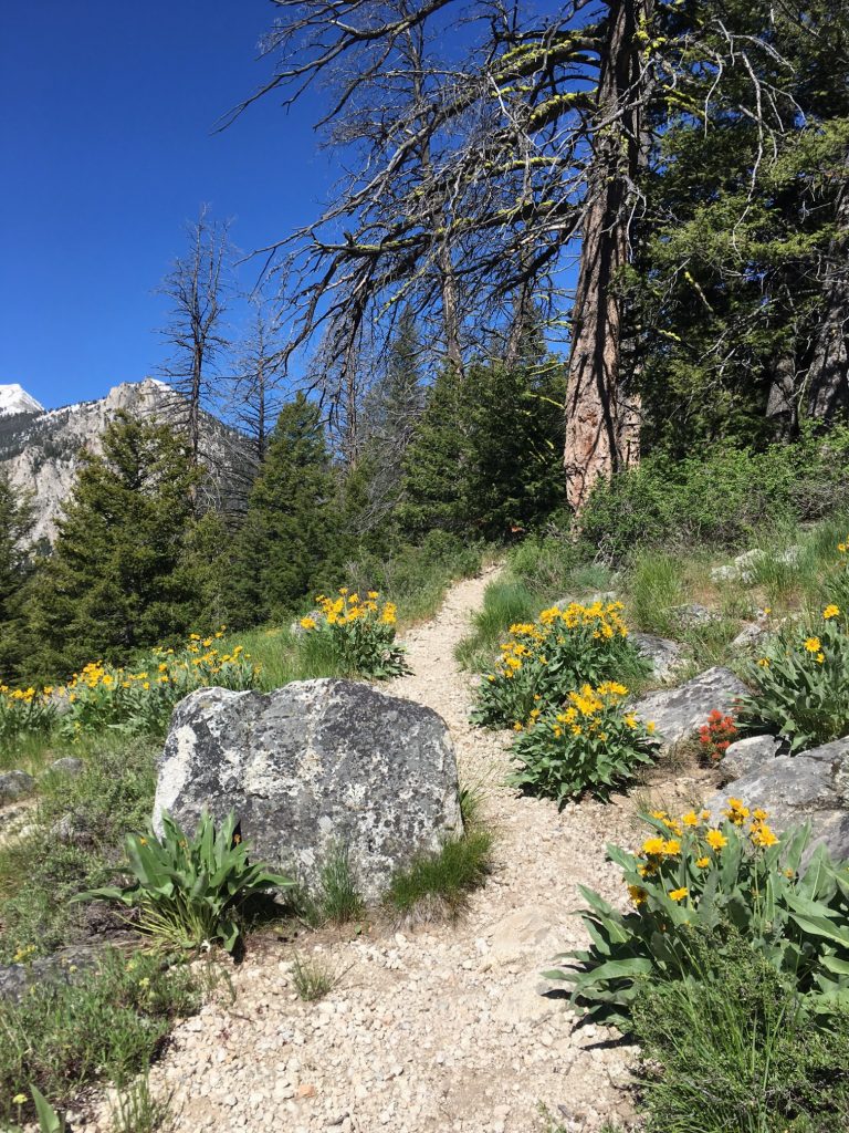 Arrowleaf balsamroot hiking in the Sawtooth Mountain Range