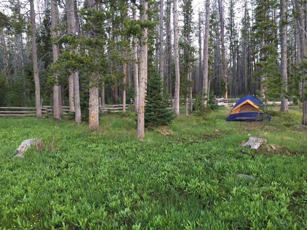 Tent in the trees