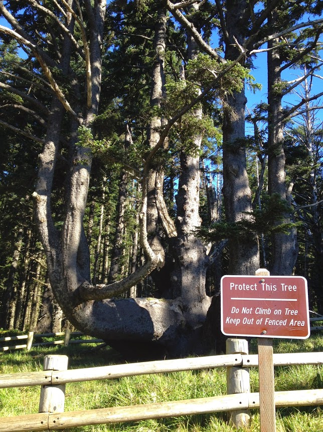 Octopus Tree Oregon