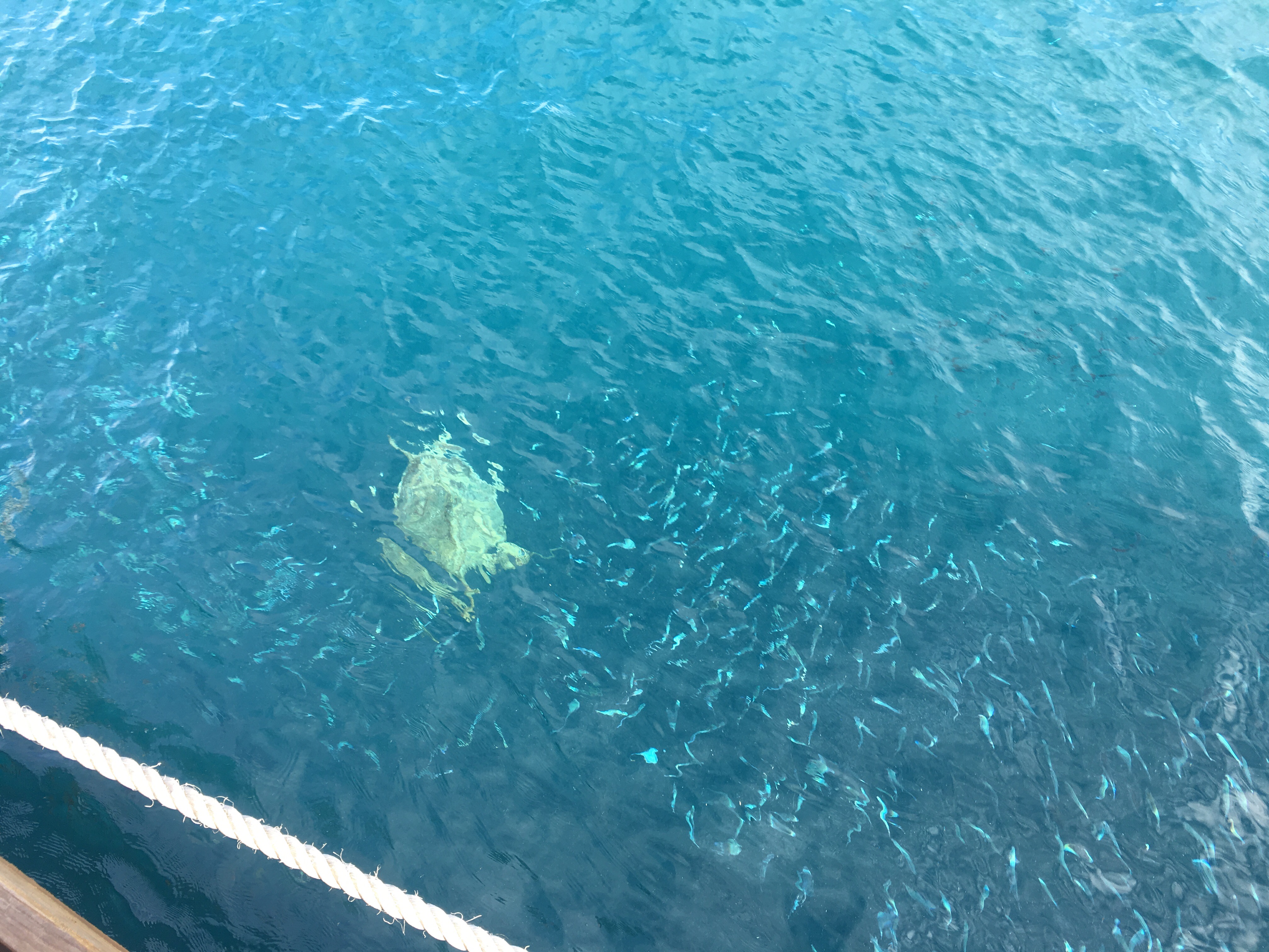 sea turtle Reefsleep Australia Great Barrier Reef vacation travel