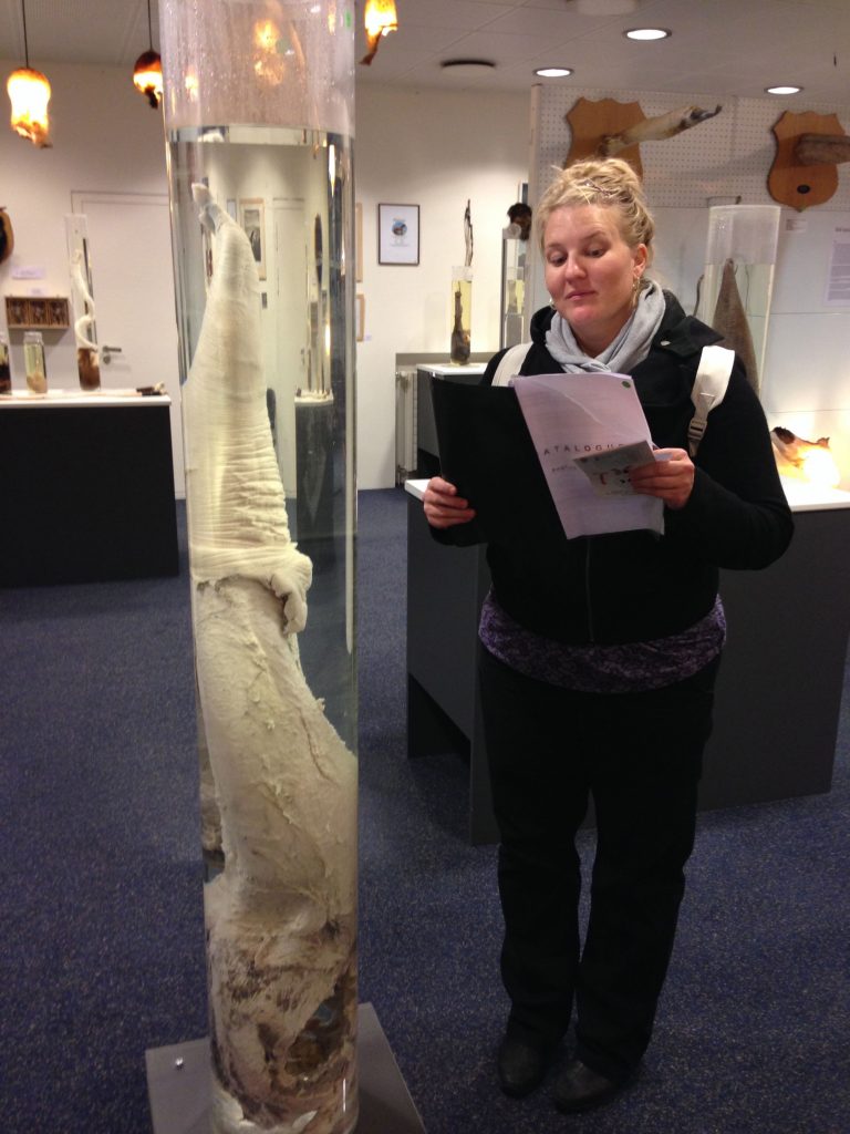 Visiting the Phallological Museum