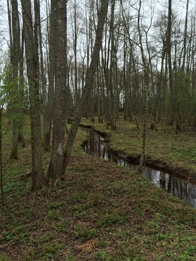 Lahemaa National Park biking in Estonia