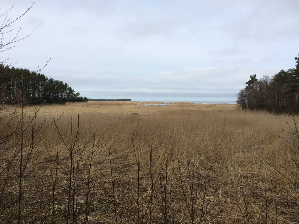 Baltic Sea in Lahemaa National Park biking in Estonia