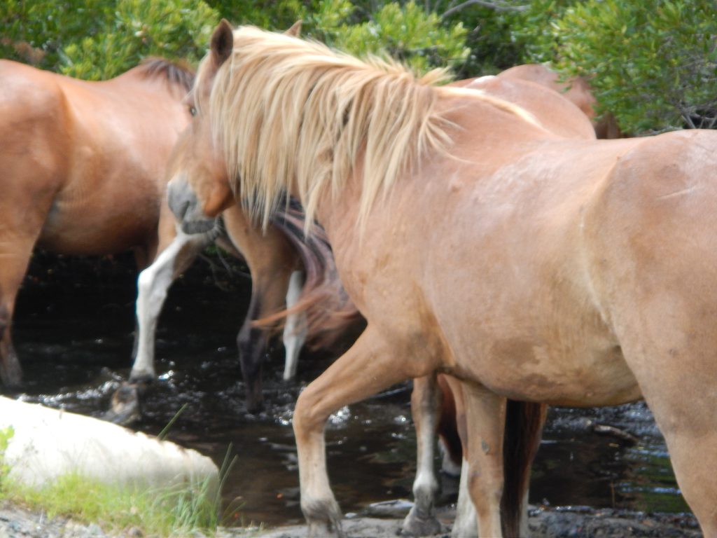 Assateague Horses, seen during the all fifty states club part 2 journey