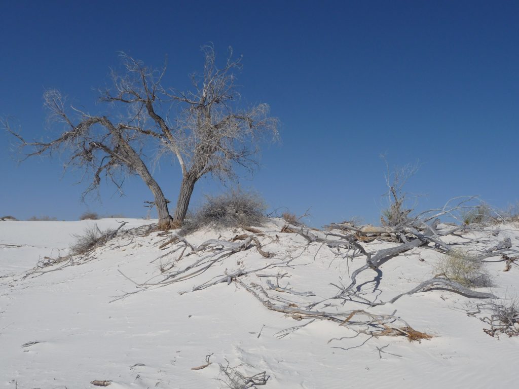 White Sands National Monument as part of the all fifty states club part 2