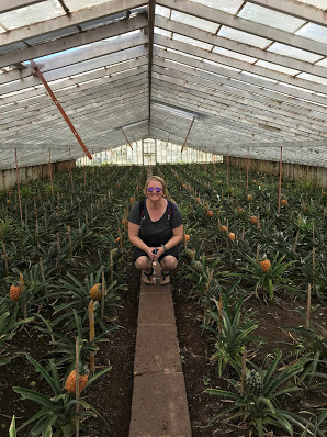 São Miguel Island, Azores, pineapple plantation