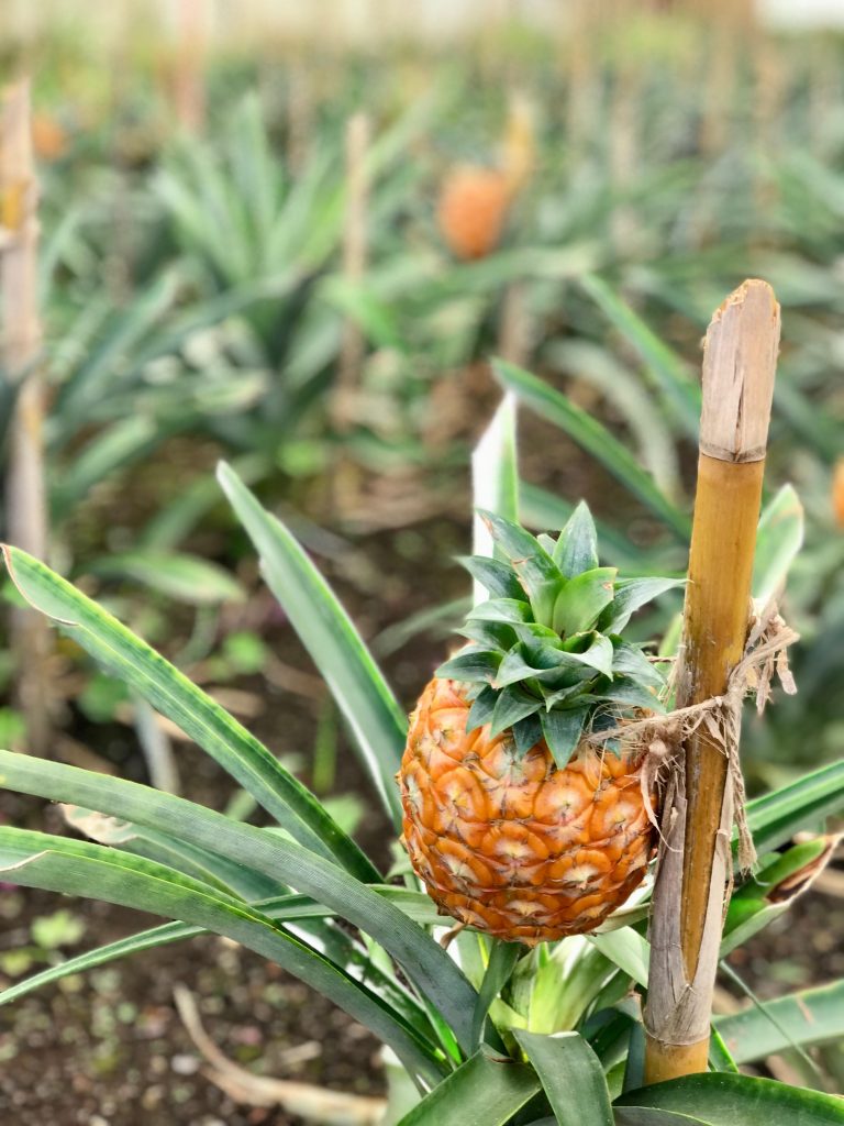 Azorean pineapple travel tech tools review
