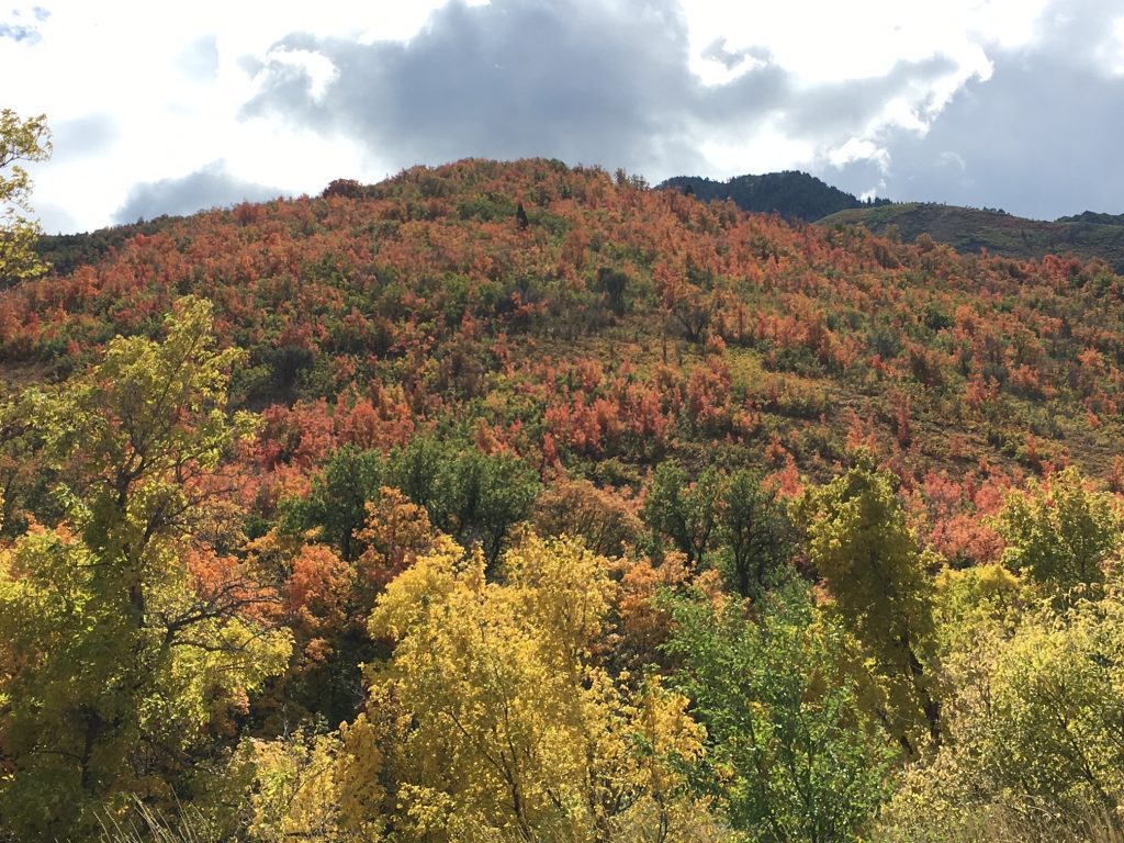 Fall colors, Wasatch Mountains