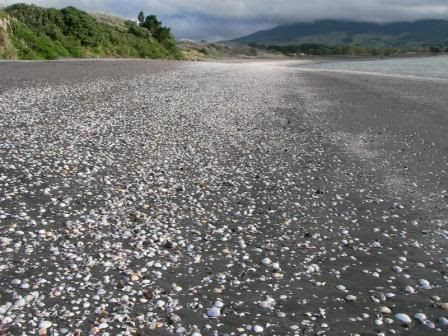 New Zealand road trip Ragland black-sand beach