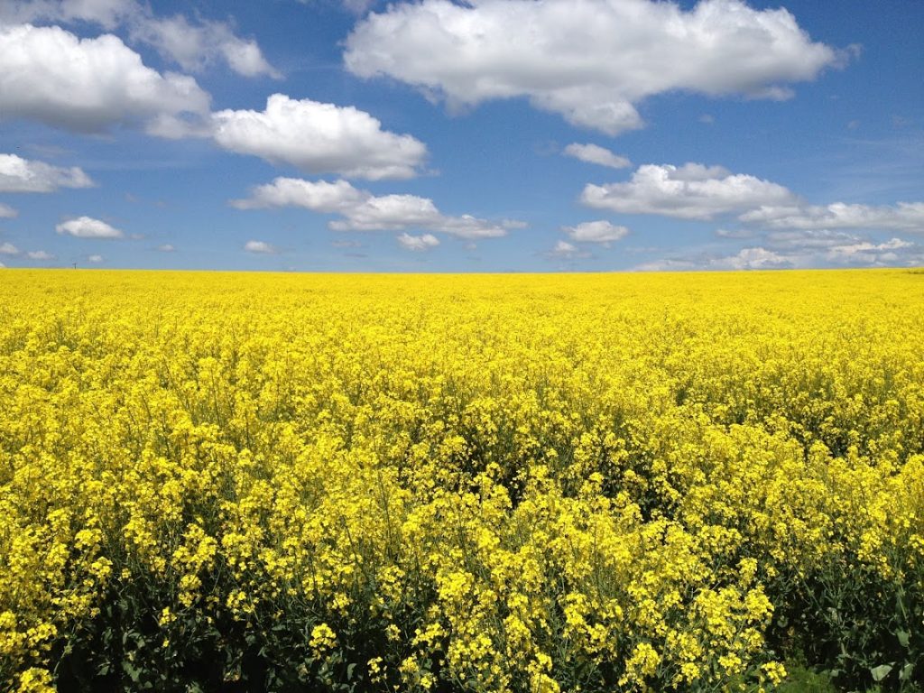 making the most of limited vacation Idaho yellow fields blue sky