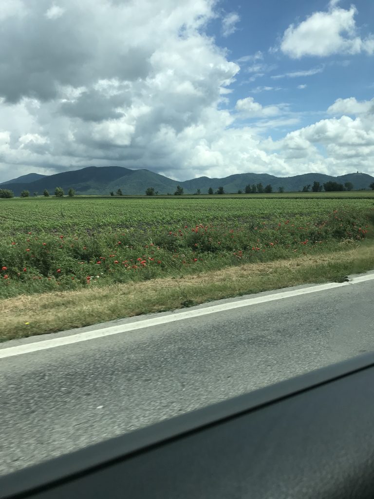 fields with poppies