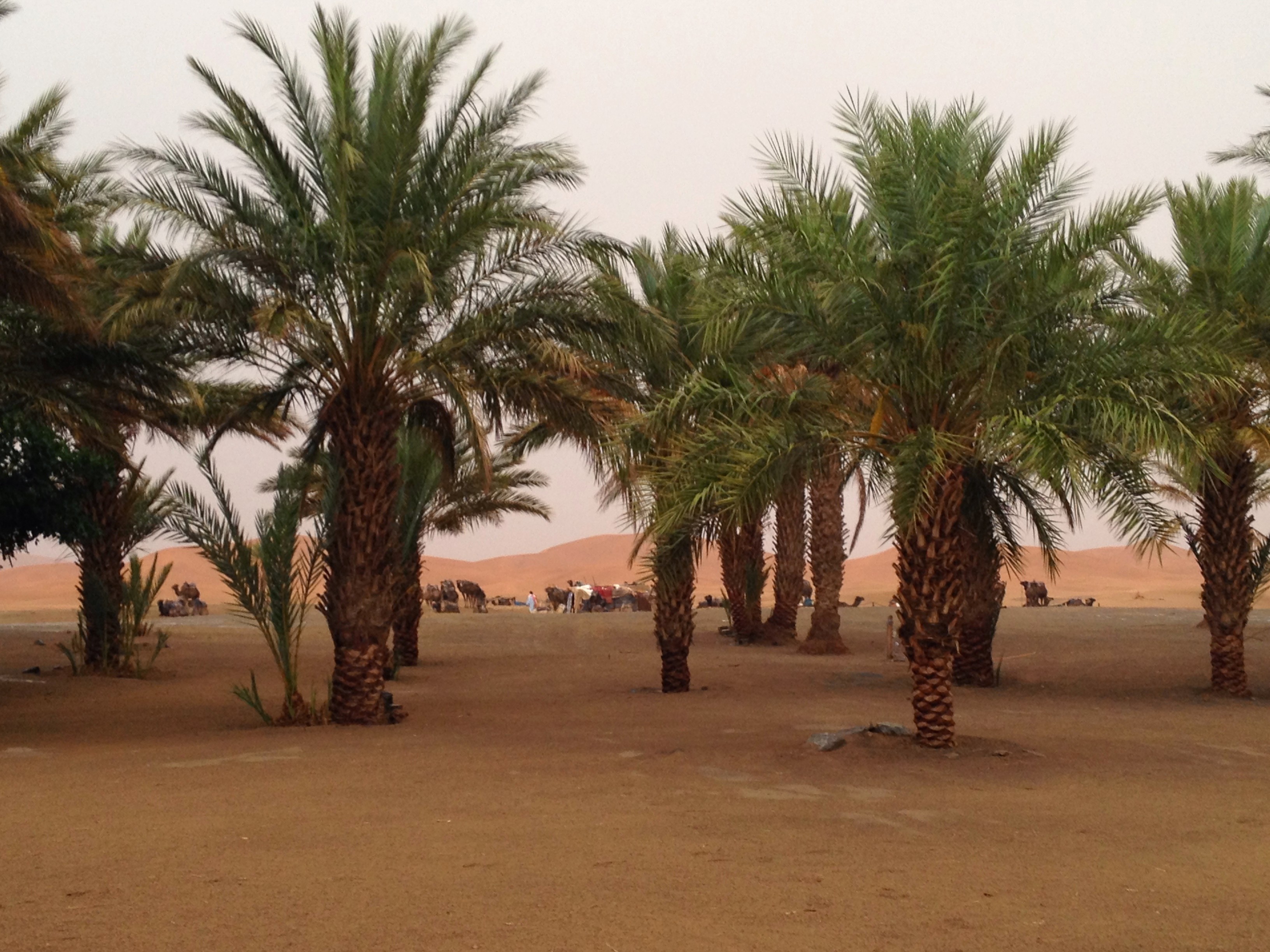 Sahara Desert in Morocco after a rare storm