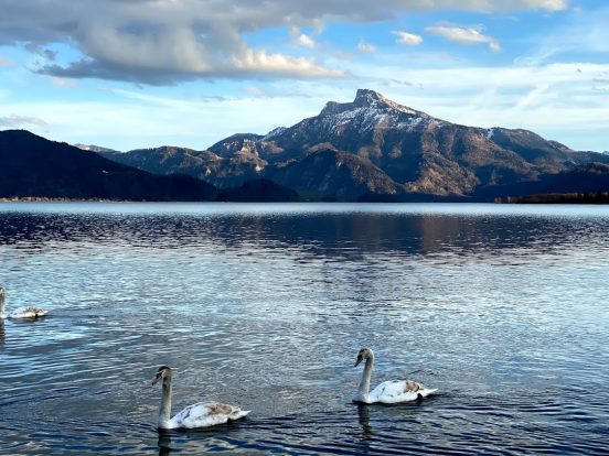 Austrian Alps Lake District Swans
