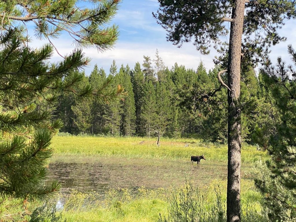 Moose at Harriman State Park