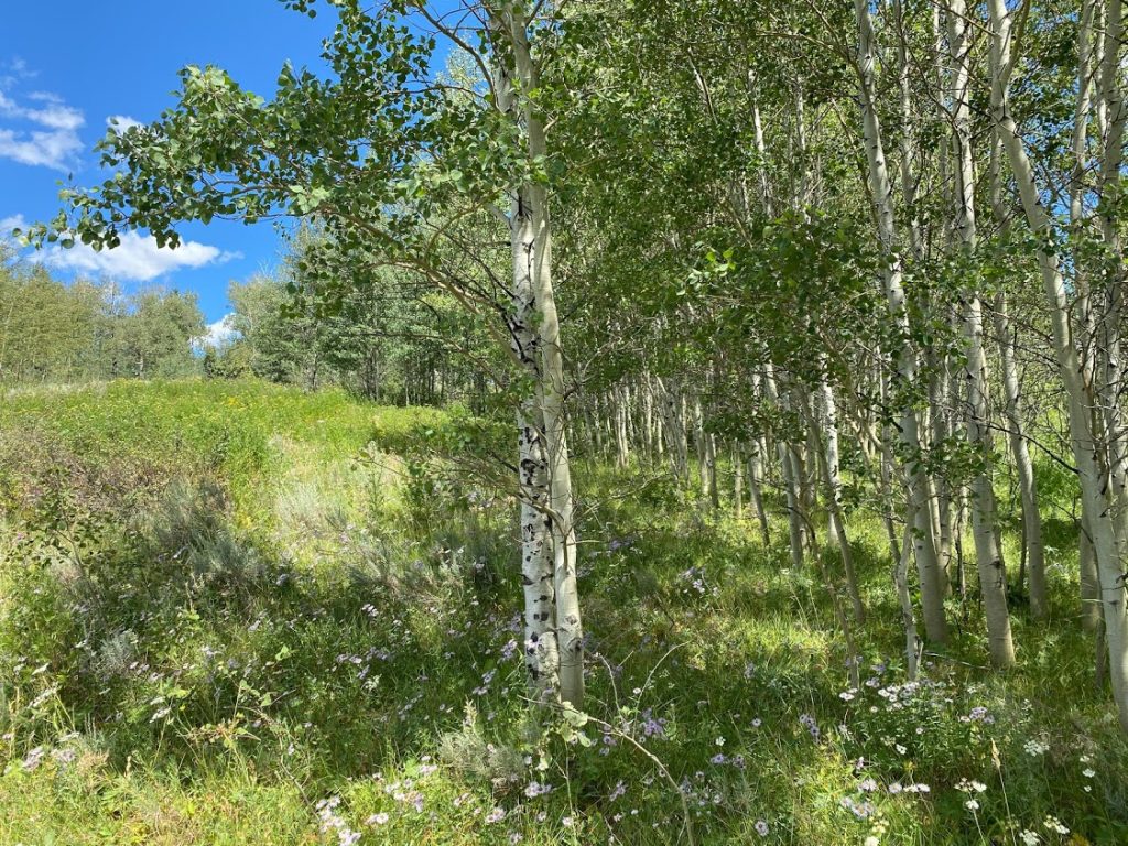 Aspen trees, wildflowers, blue skies in Idaho.