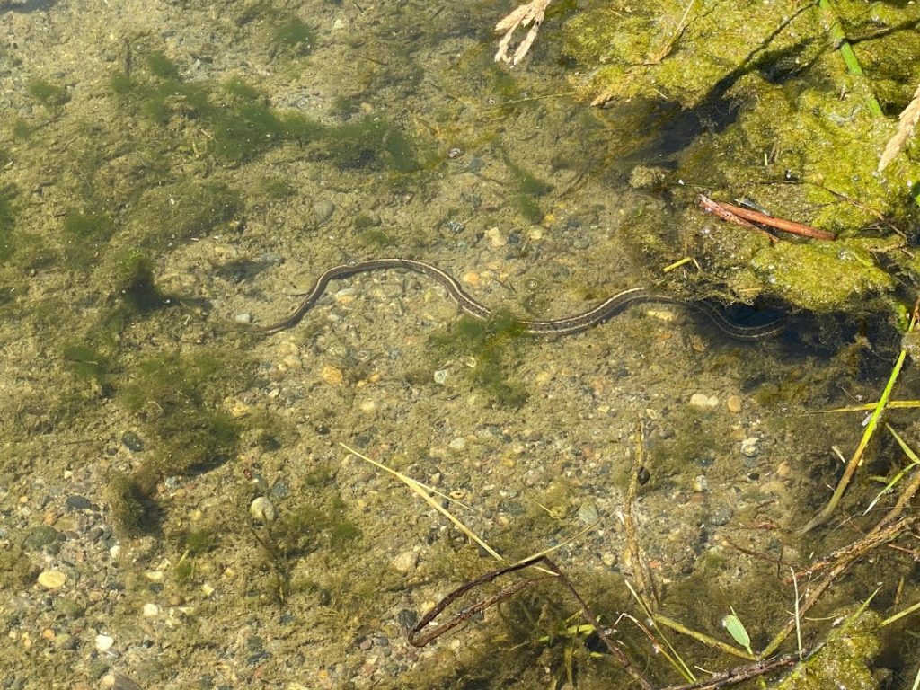 Water snake at Three Island Crossing State Park.