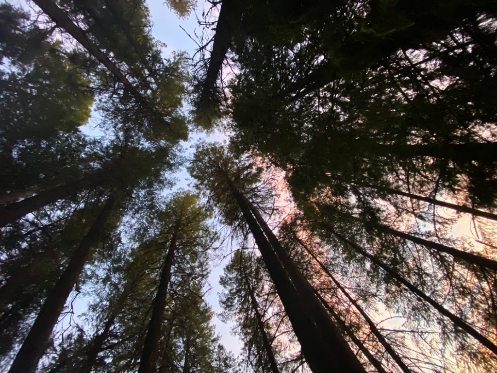 Pine trees and a sunset