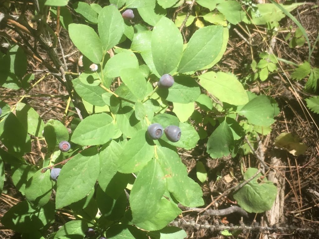 Huckleberries in Idaho