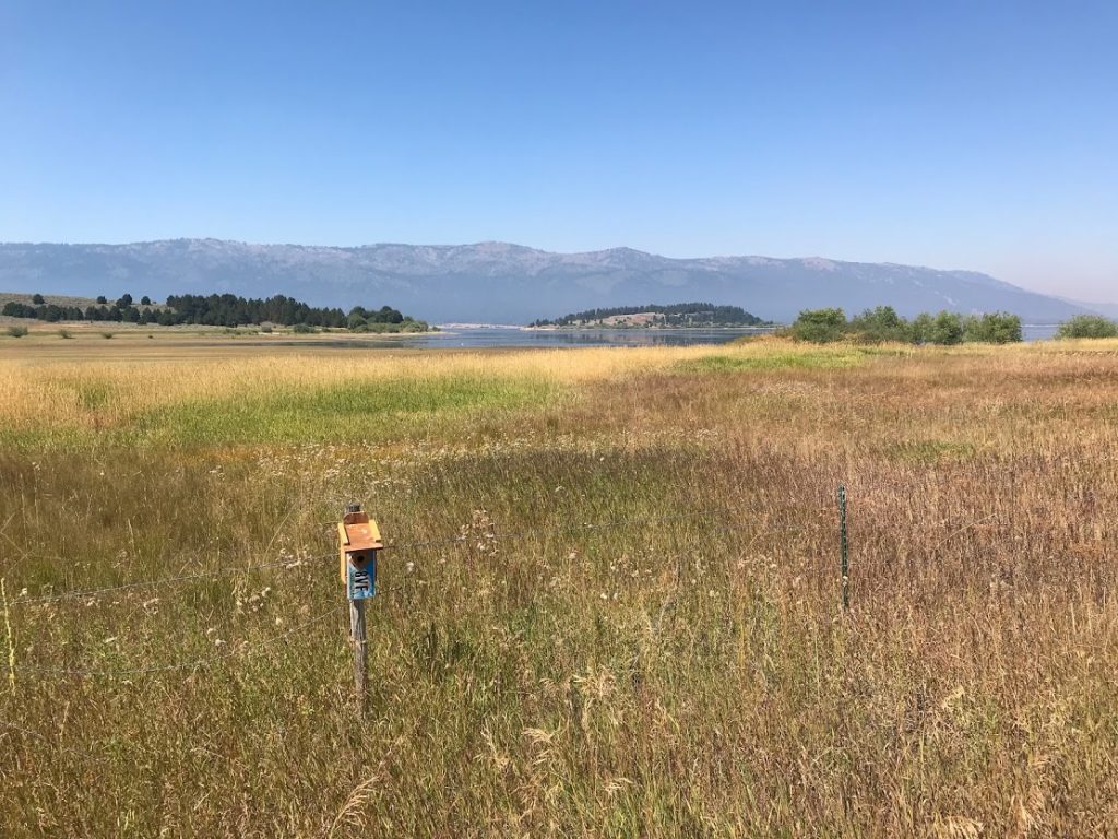 Lake Cascade State Park marsh with birdhouse