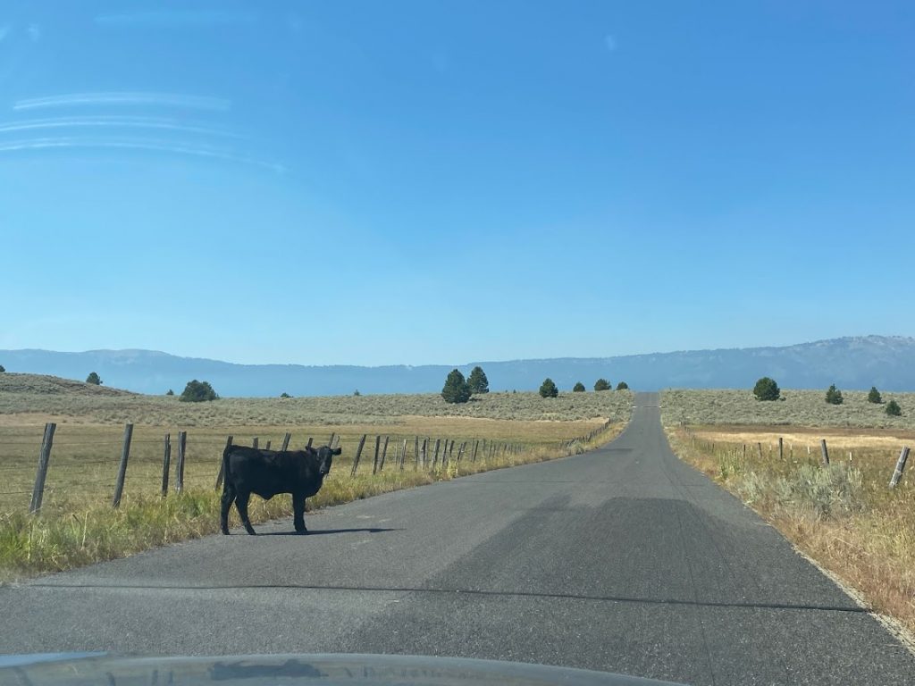 cow on the road in Idaho