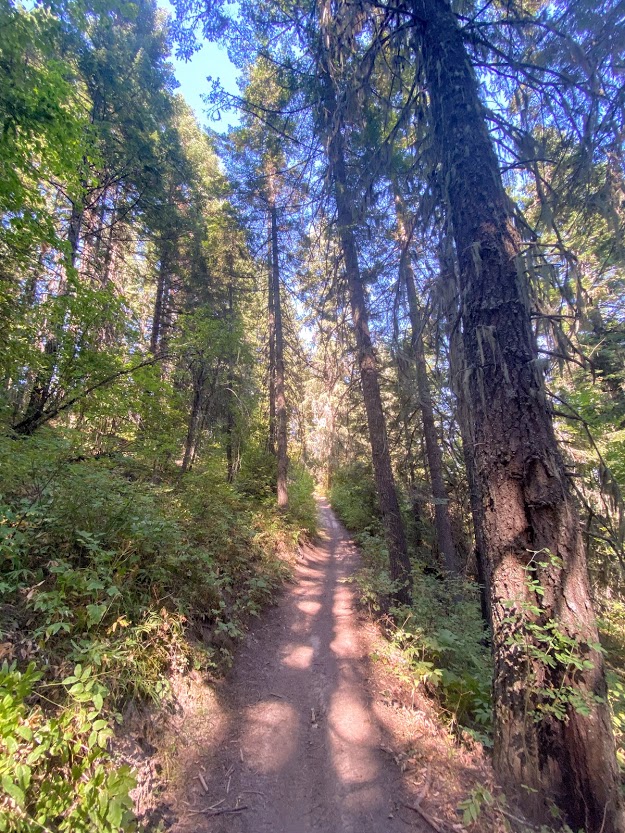 forest trail in Mary McCroskey State Park