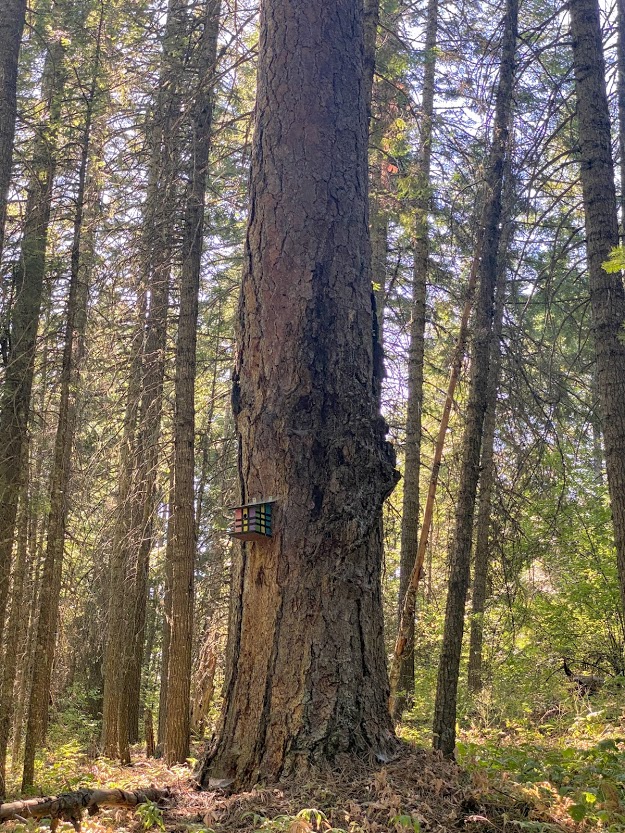 Large pine tree and birdhouse