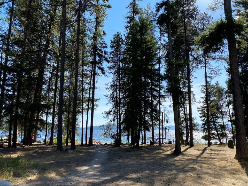 Pine trees at Priest Lake State Park.