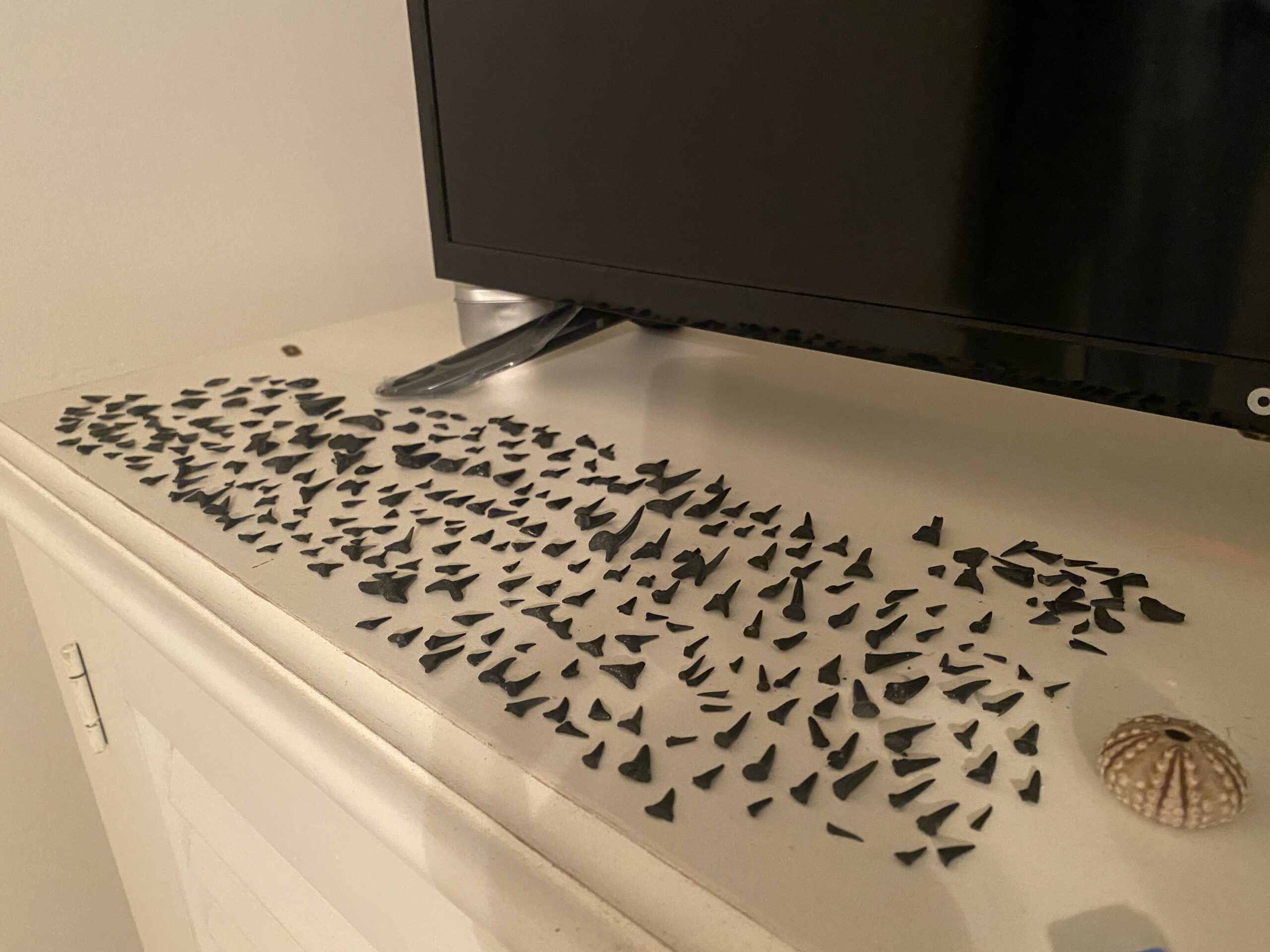 Six weeks worth of sharks teeth collected at Myrtle Beach.