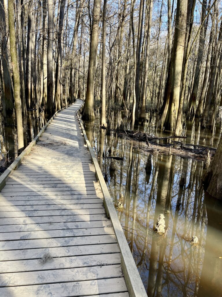 Boardwalk at Congaree National Park