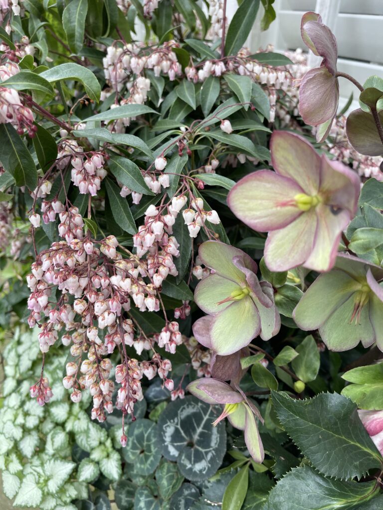 flowers in Charleston, South Carolina
