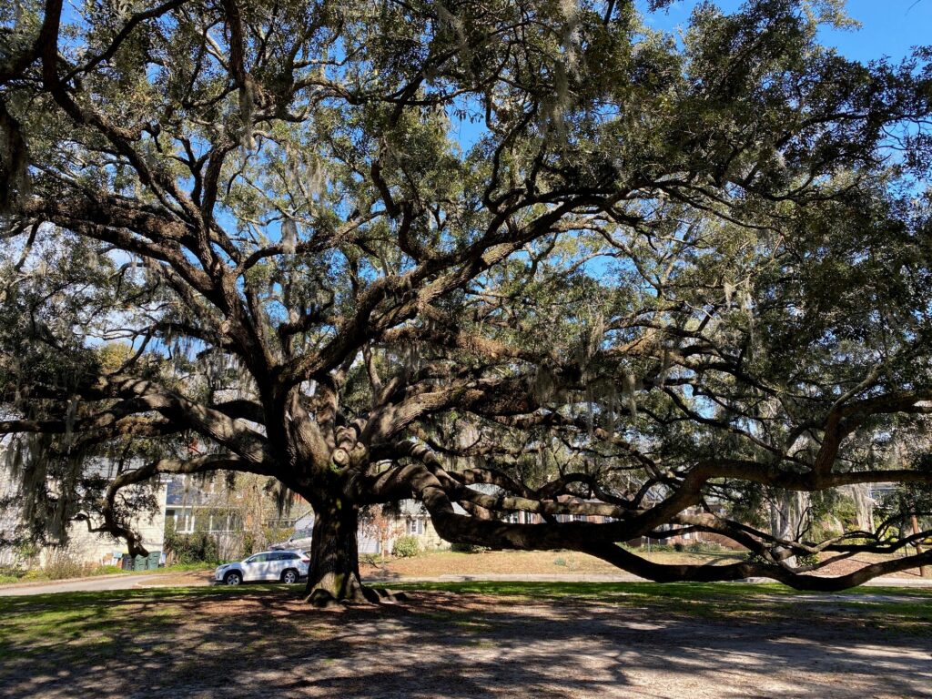 Huge oak tree in Savannah, Georgia