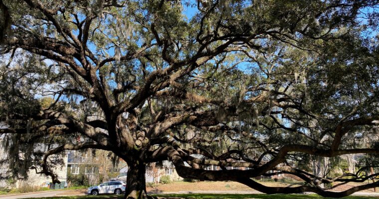 Oak tree in Savannah