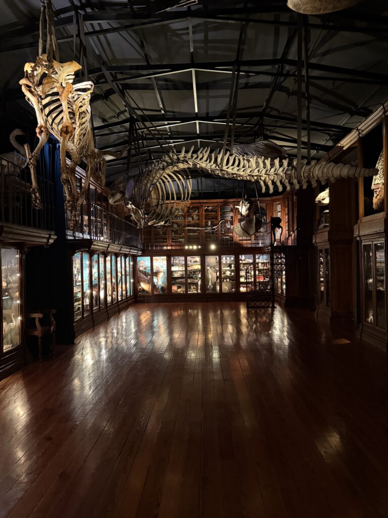 Fossils and other items on display