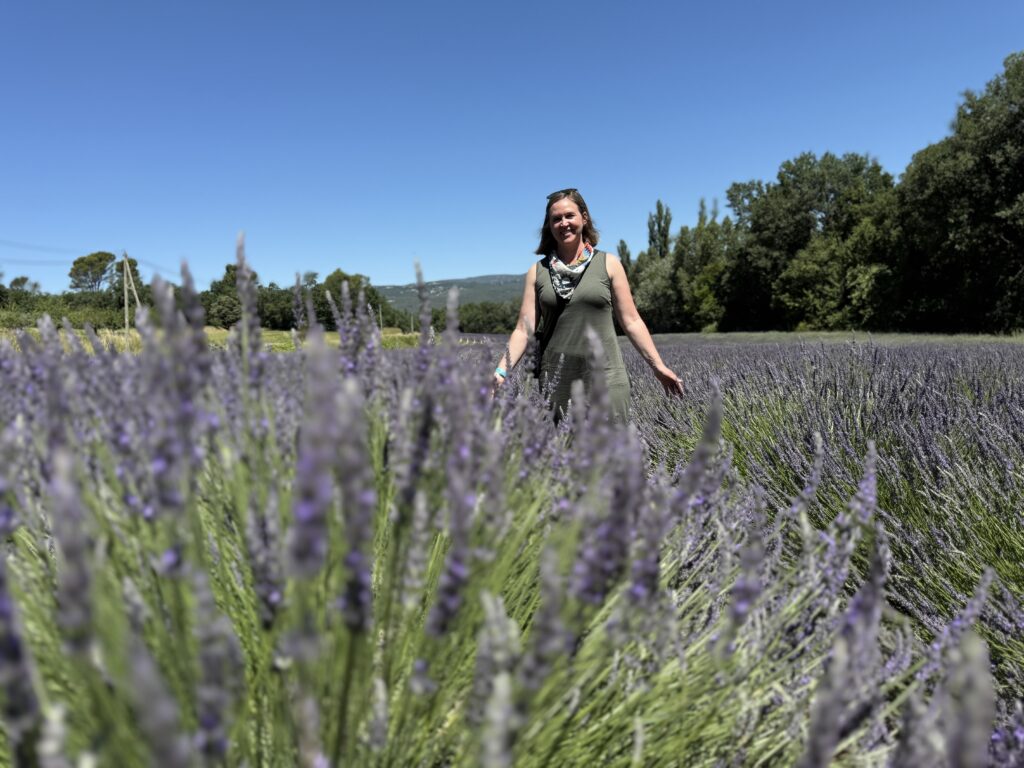 Fields of lavender