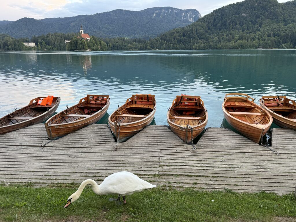 row boats on lake with swan